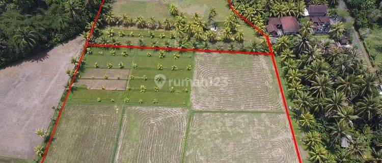 Di Jual Tanah Sawah Datar Ada Sumber Air Bersih 1