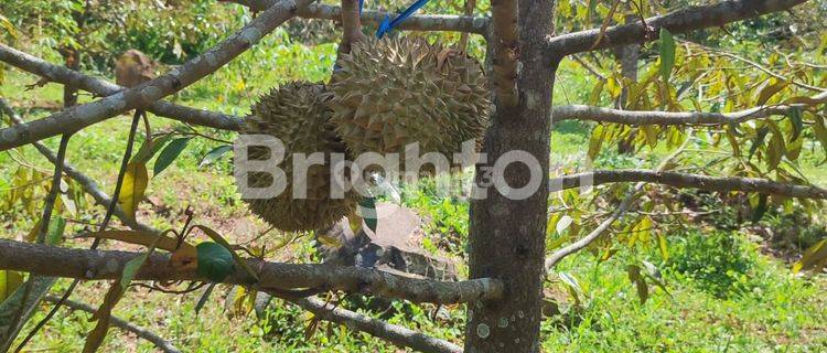 DIJUAL TANAH KEBUN DURIAN MONTONG 1