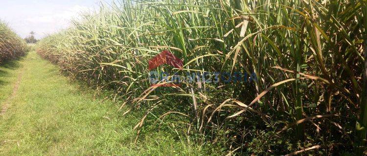Tanah DIJUAL di Banjarejo, Ngadiluwih Kabupaten Kediri, Diapit Jalan Timur dan Barat, SHM, Cocok untuk Perumahan atau Gudang 1