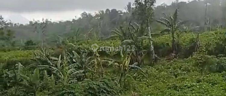 DIJUAL TANAH LETAK STRATEGIS PINGGIR JALAN UTAMA DI SUKASADA BULELENG  1