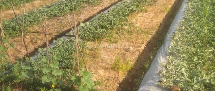 Dijual Tanah Sawah 29.1 Are di Babakan Delod Berawah Jembrana 1