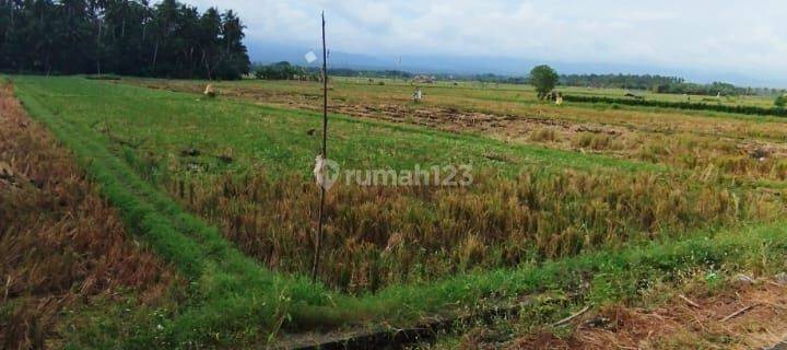 Strategic Land View Rice Fields 32 Are in Delowberawah Jembrana Country 1