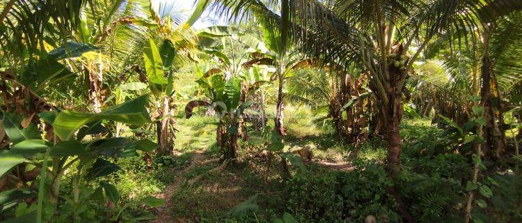 Strategis Tanah Kebun Datar 129 Are Lokasi Yehembang Negara 1