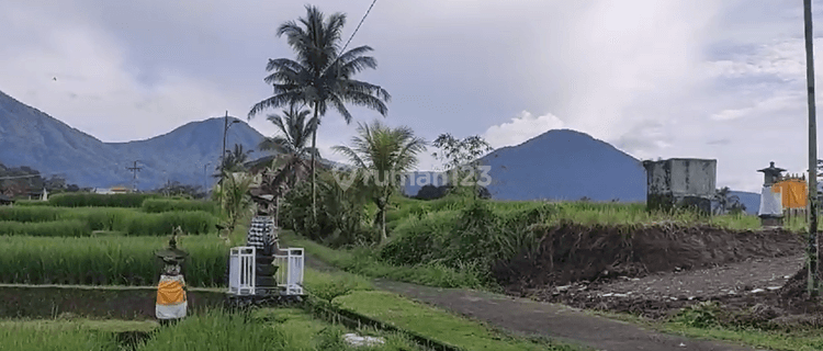 Land For Sale At Penebel Tabanan Bali Views Of Rice Fields  1