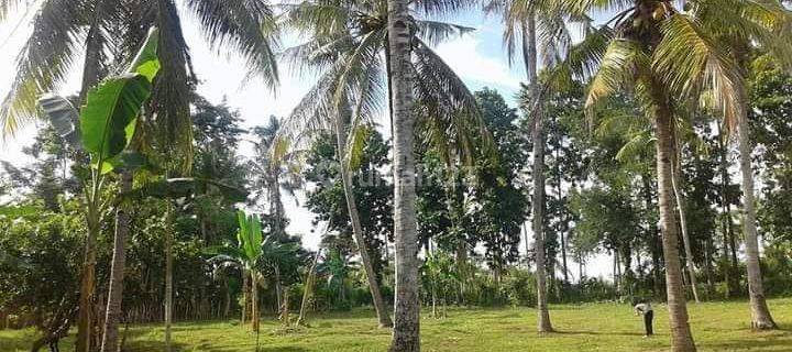 For Sale Land 2 Are Five Plot Of Land At Banyu Biru Jembrana Bali 1