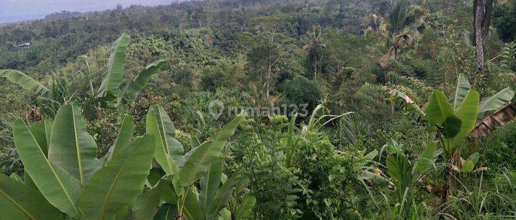 Land For Sale At Payangan Gianyar Bali  1