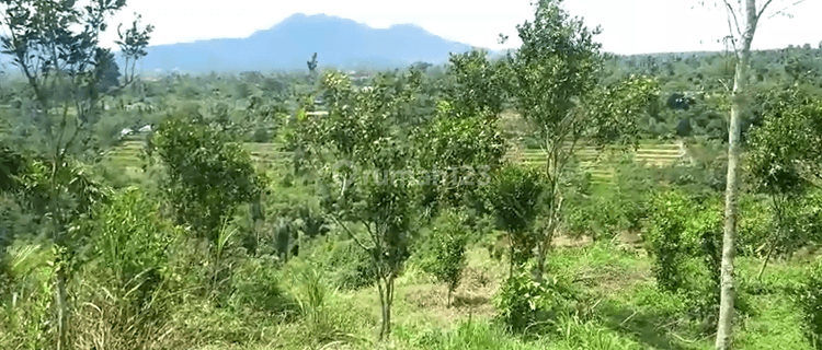 Land For Sale At Payangan Ubud Bali 1