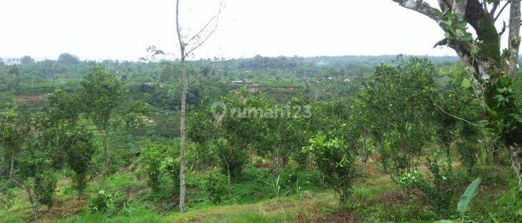 Land for sale in Central Ubud Gianyar Bali 1