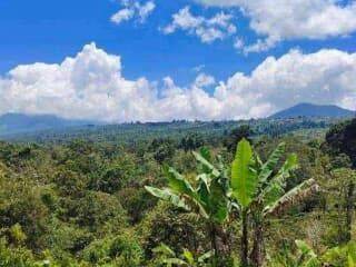 Land For Sale In Gobleg Village, Singaraja, 1