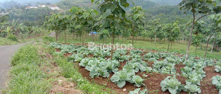 KEBUN KAYU BALSA DiJUAL CEPAT. INVESTASI MENGUNTUNGKAN 1