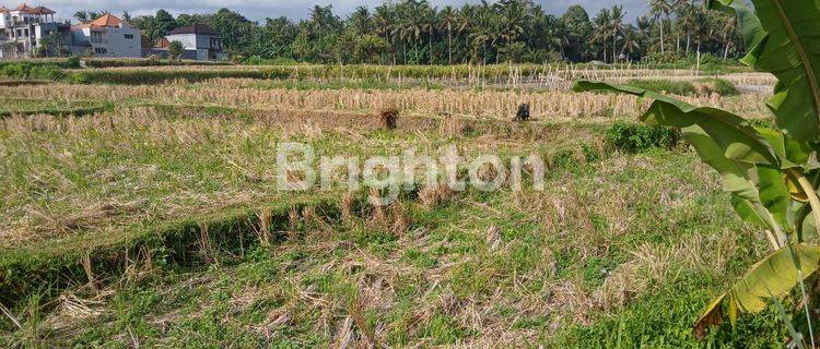 24 ARE OF LAND IN UBUD RESIDENTIAL ZONE AND RICE FIELD VIEW 1