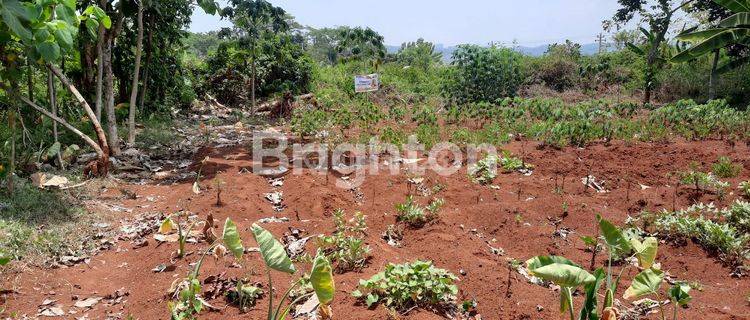 TANAH TEGALAN 350M2 JL RAYA KRENGSENG GRINSING KAB.BATANG 1