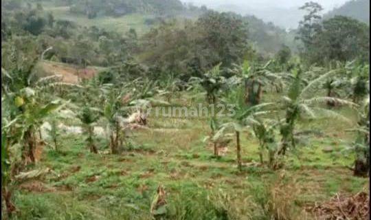 Tanah Luas 1,2 HA Pinggir jalan Jalur Puncak  1