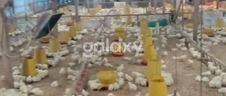 Kandang Ayam dijual kondisi siap pakai daerah kab.Blora Jawa Tengah 1