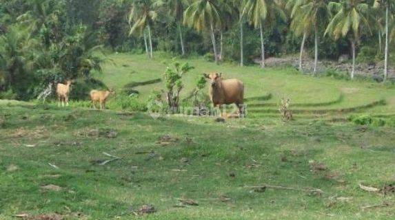 Tanah SHM 7005 m²jembrana Bali Dekat Pantai 1