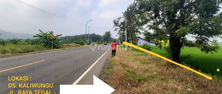 Tanah SHM Lokasi Strategis di Kaliwungu, Balapulang, Tegal 1