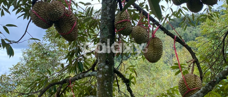Cheap 4 Hectare Durian Orchard Land in Banyubiru, Ambarawa, Semarang 1