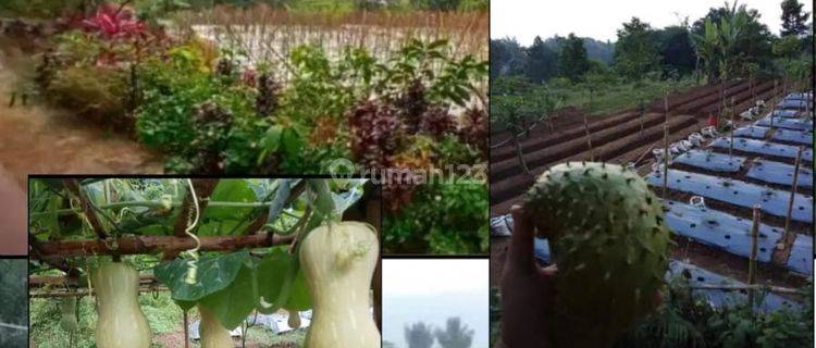 Di Jual Tanah Kebun Siap Pakai di Cipanas Puncak 1