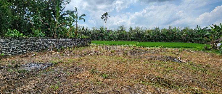 For Sale Dream Land Plot in Nyitdah, Tabanan, Full View of Green and Beautiful Rice Fields in Front and Back of the Land, Flanked by Green Rice Fields. 1