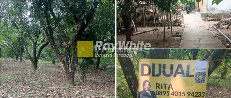 Dijual Tanah Kebun Mangga di Leuwiseeng, Majalengka 1