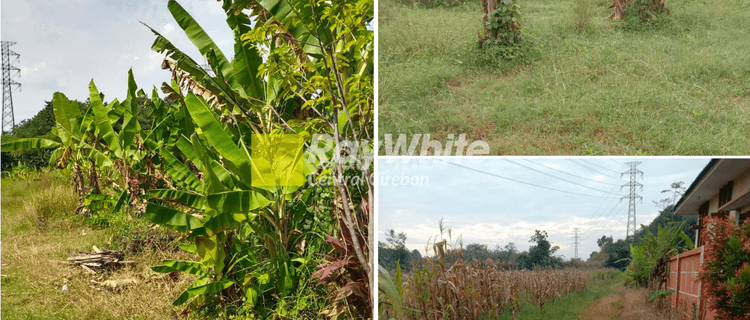 Dijual Tanah Sawah 1733 m2 di Baribis, Majalengka 1