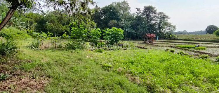 Dijual Tanah Sawah Produktif di Jatiwangi, Majalengka 1