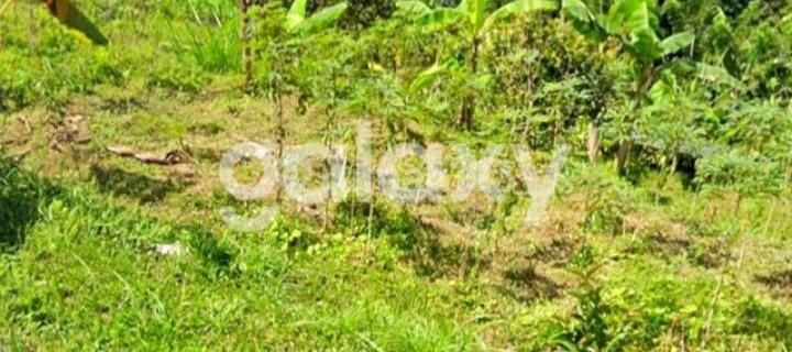TANAH ASRI DAN SEJUK DI JUWUK LEGI ANTAPAN BATURITI TABANAN, BALI 1