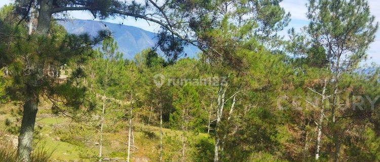 Tanah Luas Di Pasir Putih Parbaba Danau Toba 1