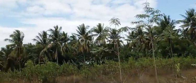 Tanah Kebun Cocok Untuk Bisnis Batu Bata Merah 1