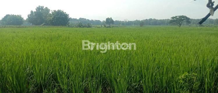 Tanah Sawah Produktif di Palasah, Majalengka 1