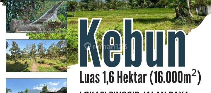 Dijual Kebun 1.6 Hektar Di Jalan Raya Cihideung 1