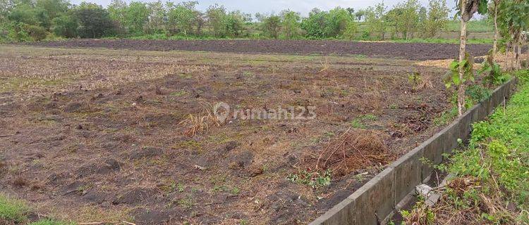 DIJUAL Tanah Strategis di Ds Katur, Gayam,Bojonegoro - Jawa Timur 1