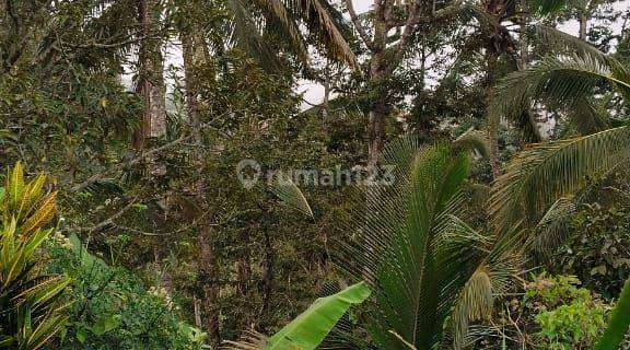 Jual Tanah Kebun Di Pupuan Tabanan Bali 1