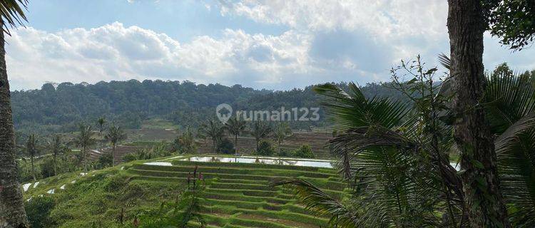 Small Land with Terraced Rice Field View in Tabanan Bali. 1