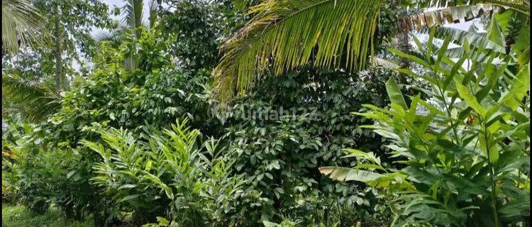 Tanah Kebun Luas Kecil View Sawah Murah Di Tabanan Bali 1