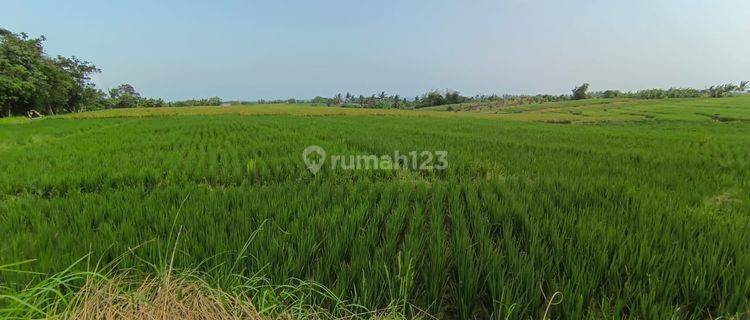 Land 500 Meters From The Beach Tourism Zone In Tabanan Bali. 1