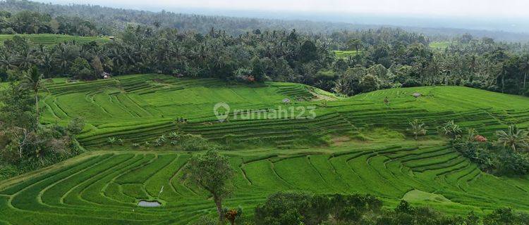 Dijual Tanah Kebun Dan Sawah Murah Dengan View Indah Tabanan Bali 1