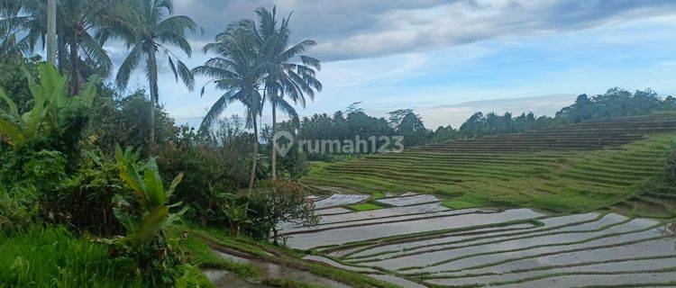 Garden Land with Terraced Rice Field View on the Side of an Asphalt Road in Tabanan. 1