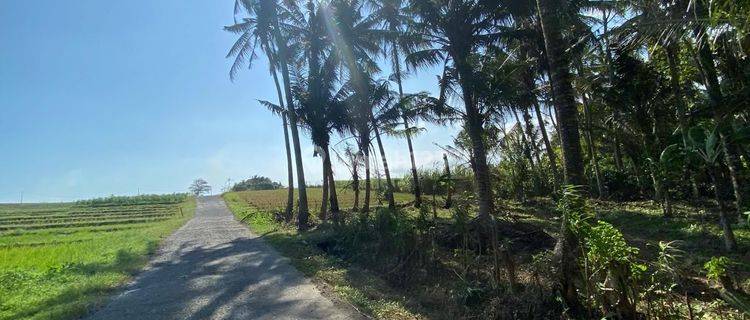 Small Land Area View Rice Fields Tourism Zone In Bali 1