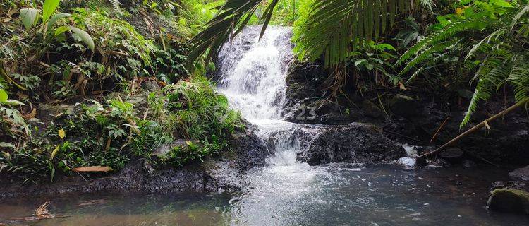 Los Sungai Orchard Land In Tabanan Bali. 1