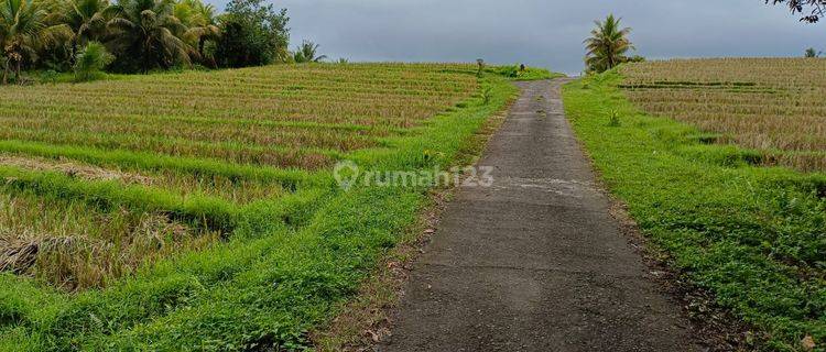 Tanah Kebun View Sawah Murah Di Tabanan Bali 1