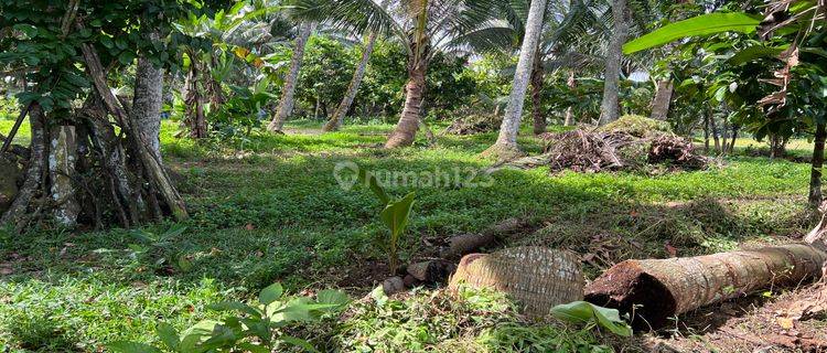 Tanah Kebun View Sawah Contour Datar Di Tabanan Bali. 1