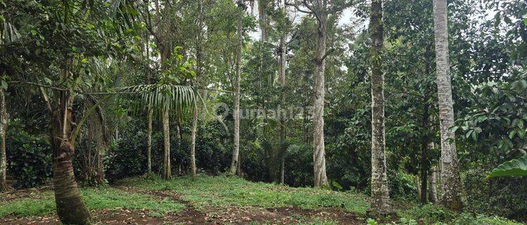 Garden Land Near Waterfall Suitable For Villa. 1