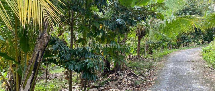 Tanah Kebun Murah Area Pekutatan Jembrana Bali. 1