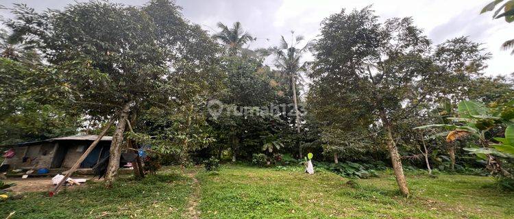 Tanah Kebun Durian Dan Apokat View Sawah Gunung Di Tabanan Bali 1