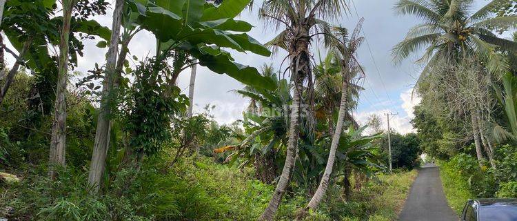 Tanah Kebun Dekat Dengan Paramount Dan Pintu Toll Pekutatan. 1