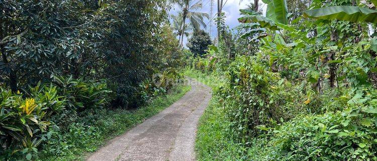 Garden Land Filled with Durian, Mangosteen and Coffee in Tabanan Bali 1