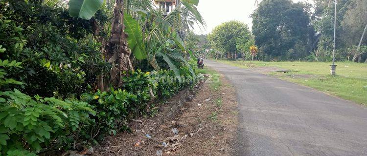 Small Area Orchard Land In Tabanan Bali. 1