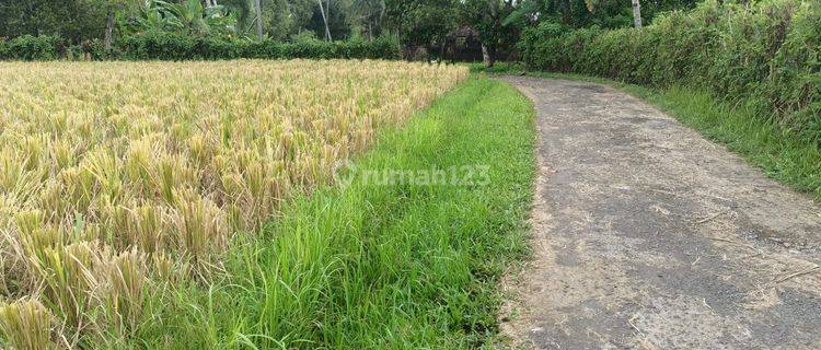 Dijual Tanah Sawah View Sawah Dan Gunung Yg Indah Di Tabanan Bali 1