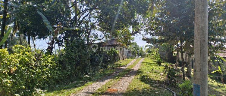 Cheapest Price Garden Land In Tabanan Bali 1